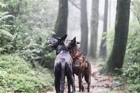 養兩隻狗迷信|飼養兩隻狗方法禁忌及注意 – 寵物百科